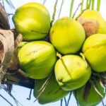 9 Benefits of Coconut Water for Pregnant Women, Important!