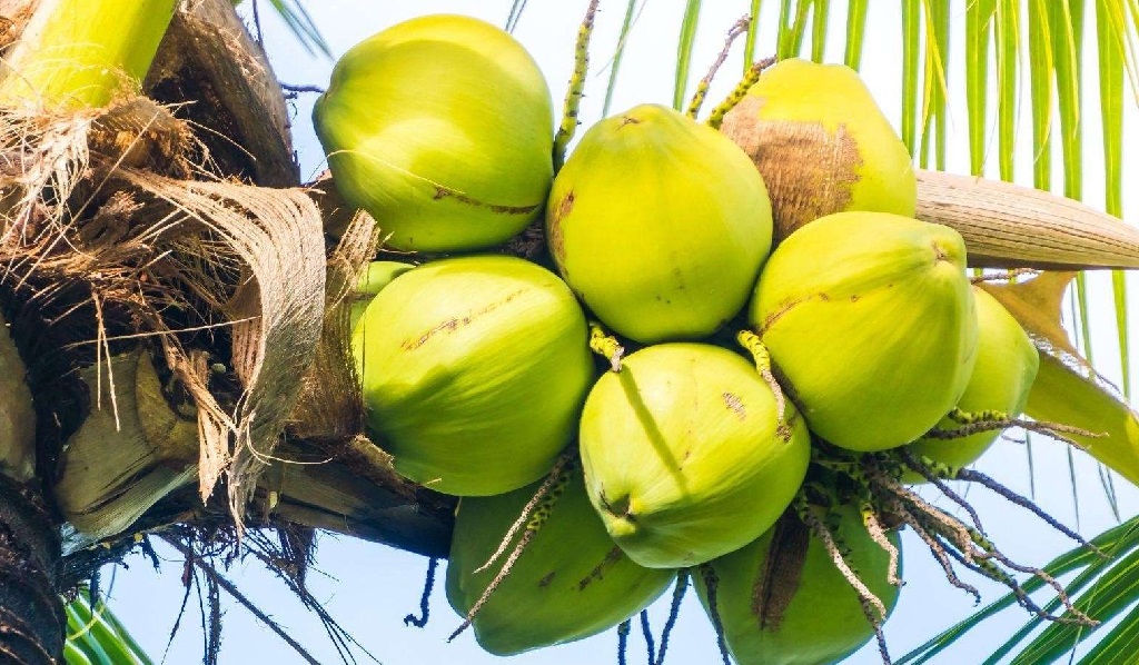 9 Benefits of Coconut Water for Pregnant Women, Important!